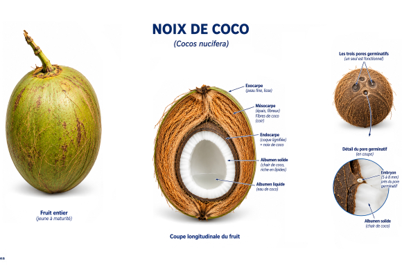 Anatomie du fruit du cocotier (Cocos nucifera)